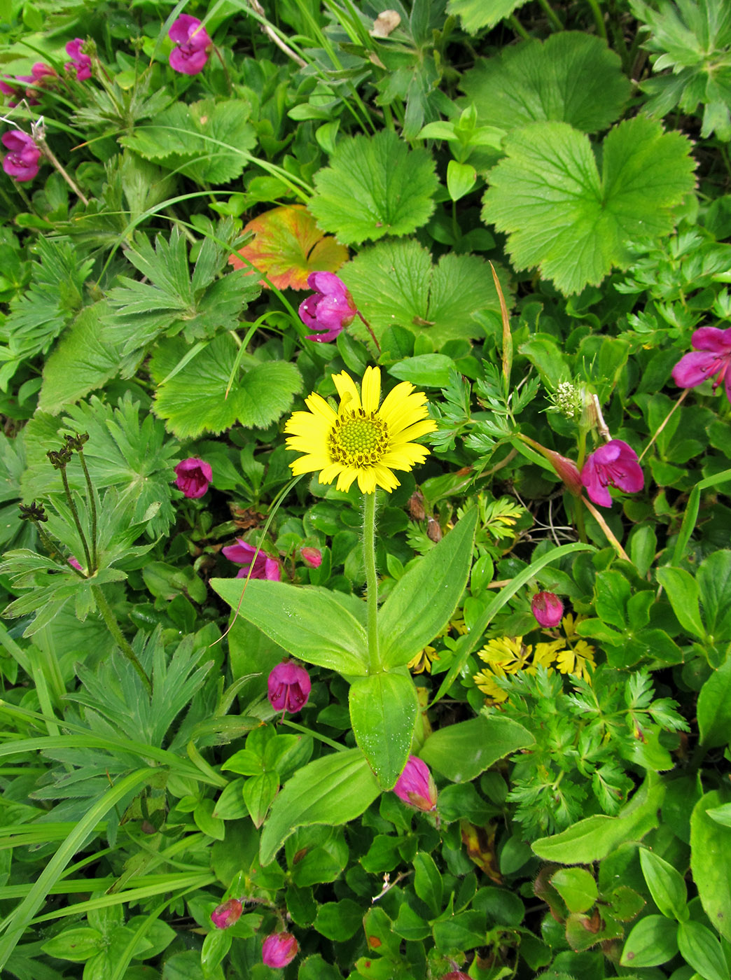 Изображение особи Arnica unalaschcensis.