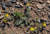 Potentilla sericea