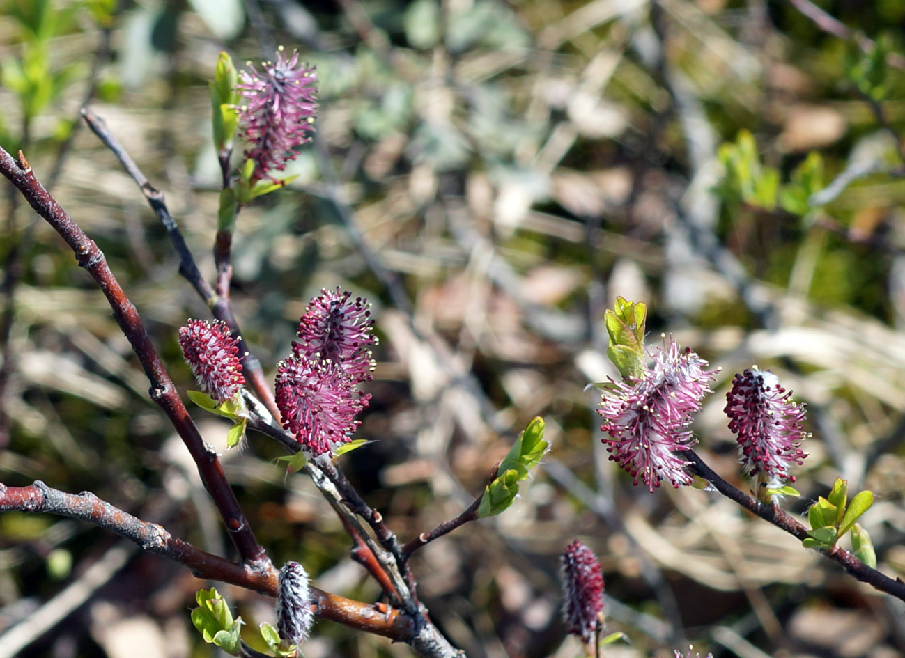 Изображение особи Salix saxatilis.