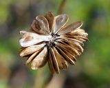 Anemonastrum sibiricum. Зрелый плод-многолистовка. Камчатский край, между ст. \"Подкова\" и Ключевской группой вулканов, горная тундра. 24.08.2016.