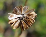 Anemonastrum sibiricum