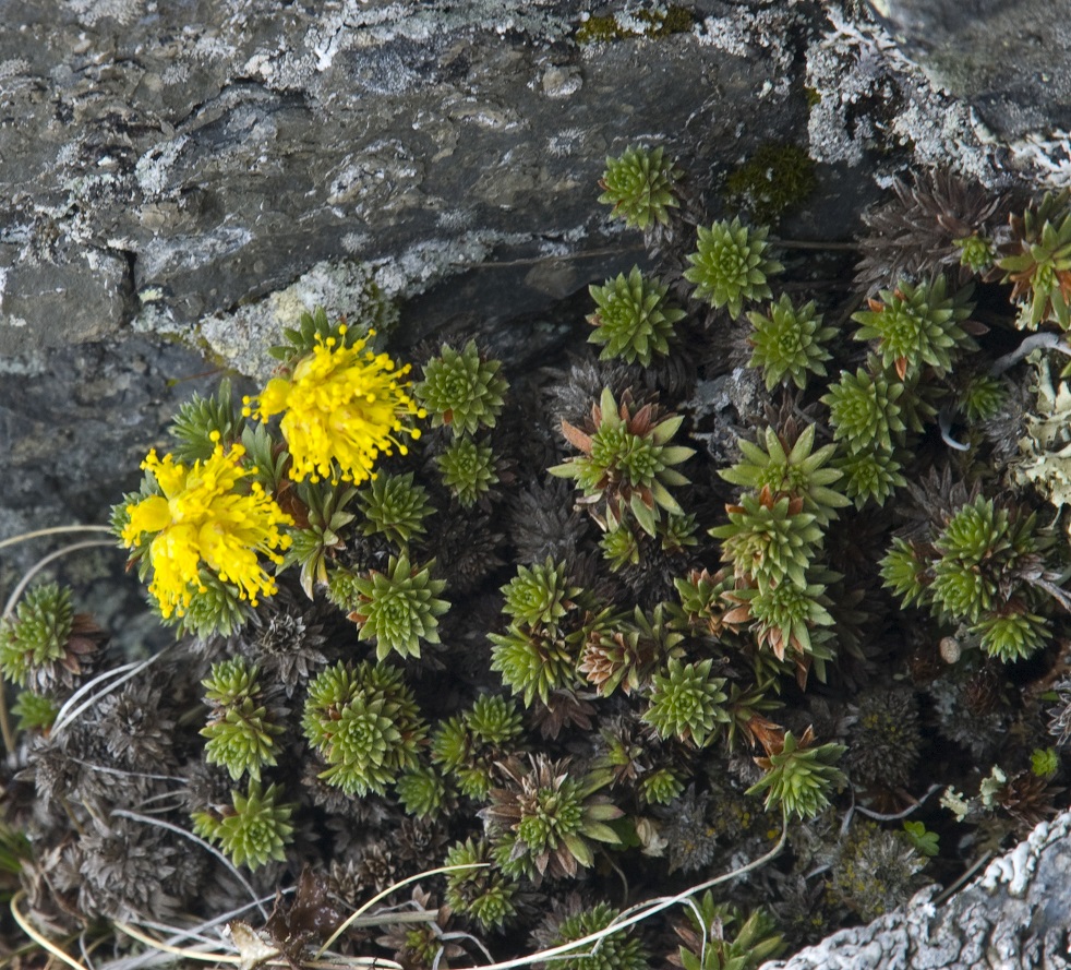 Изображение особи Saxifraga scleropoda.