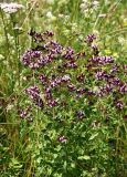 Origanum vulgare. Верхушки цветущих растений. Средний Урал, Свердловская обл., городской округ Первоуральск, окр. с. Слобода, правый берег р. Чусовая, высокотравный луг над скалистым обрывом. 15.07.2017.