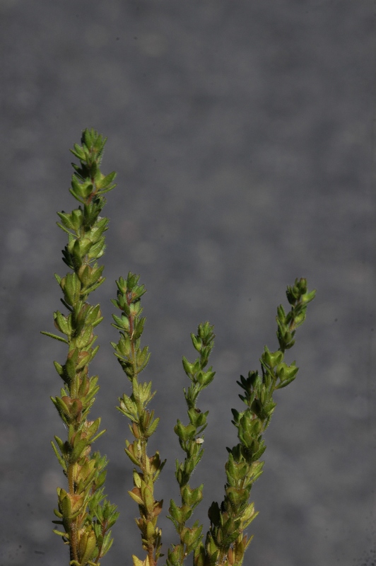 Image of Veronica verna specimen.