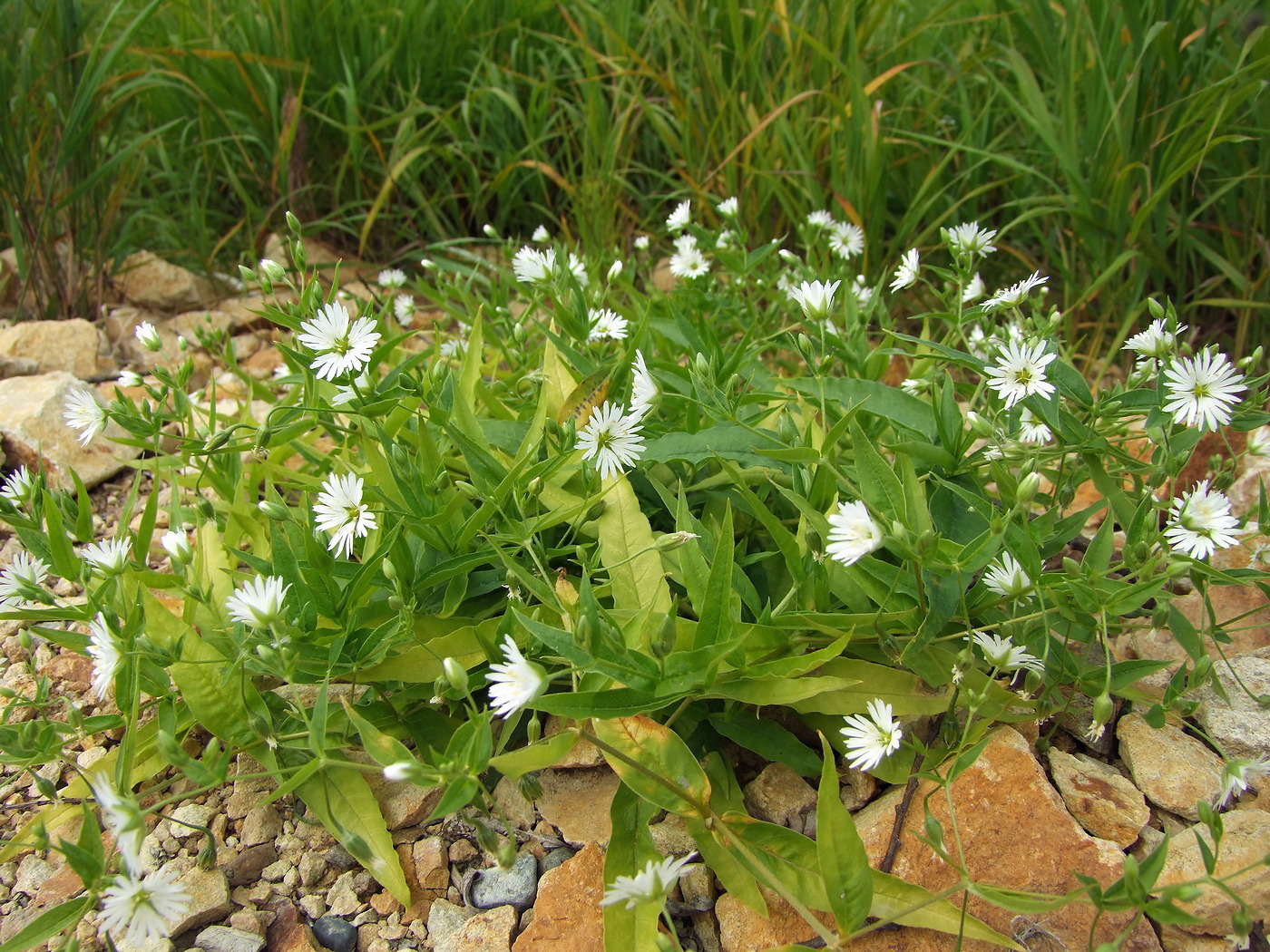 Изображение особи Fimbripetalum radians.