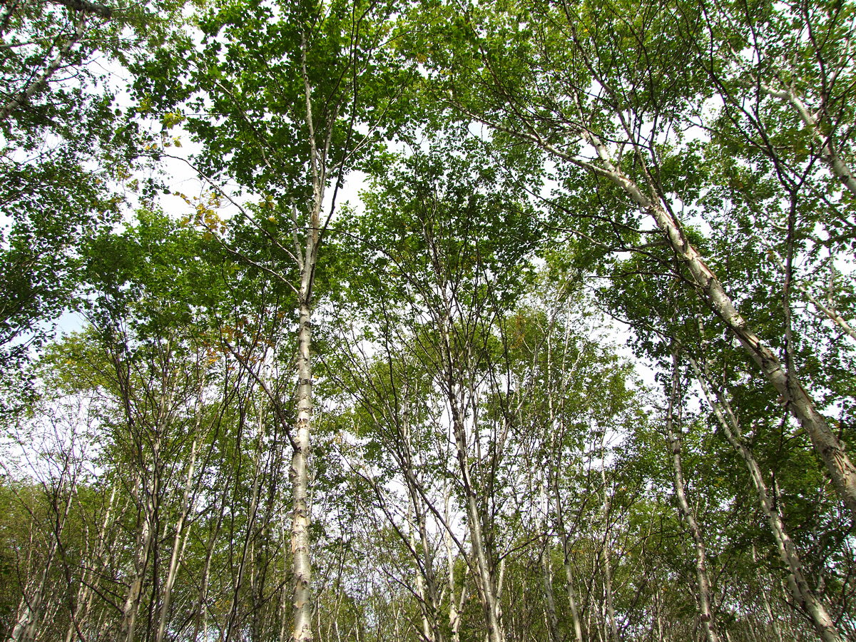 Изображение особи Betula lanata.