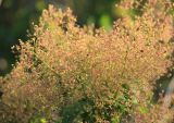 Cotinus coggygria