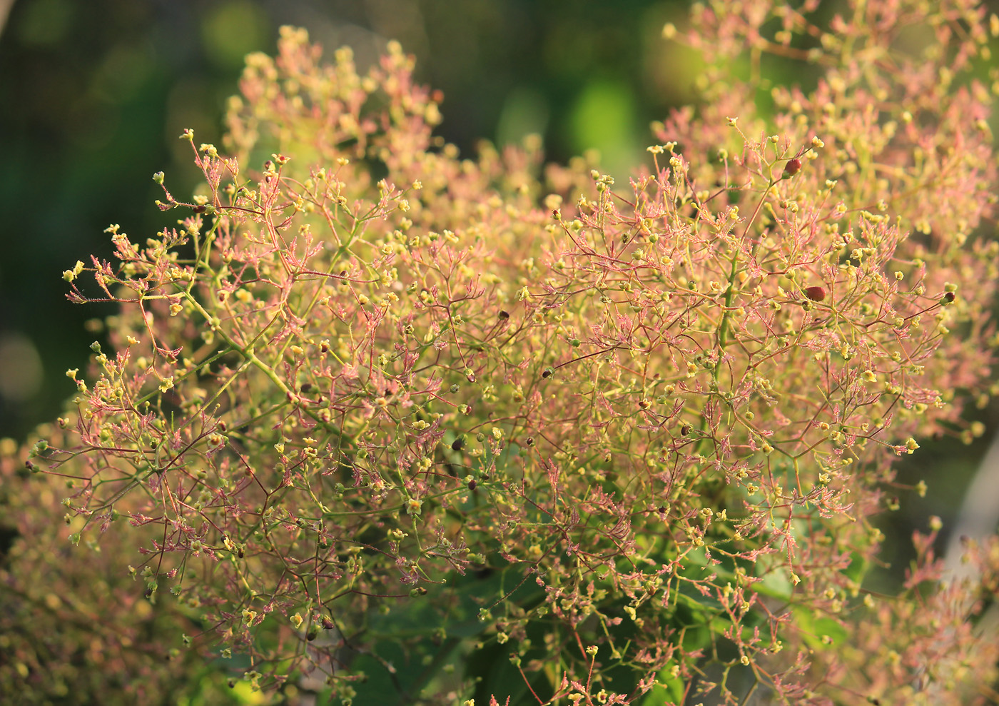 Image of Cotinus coggygria specimen.