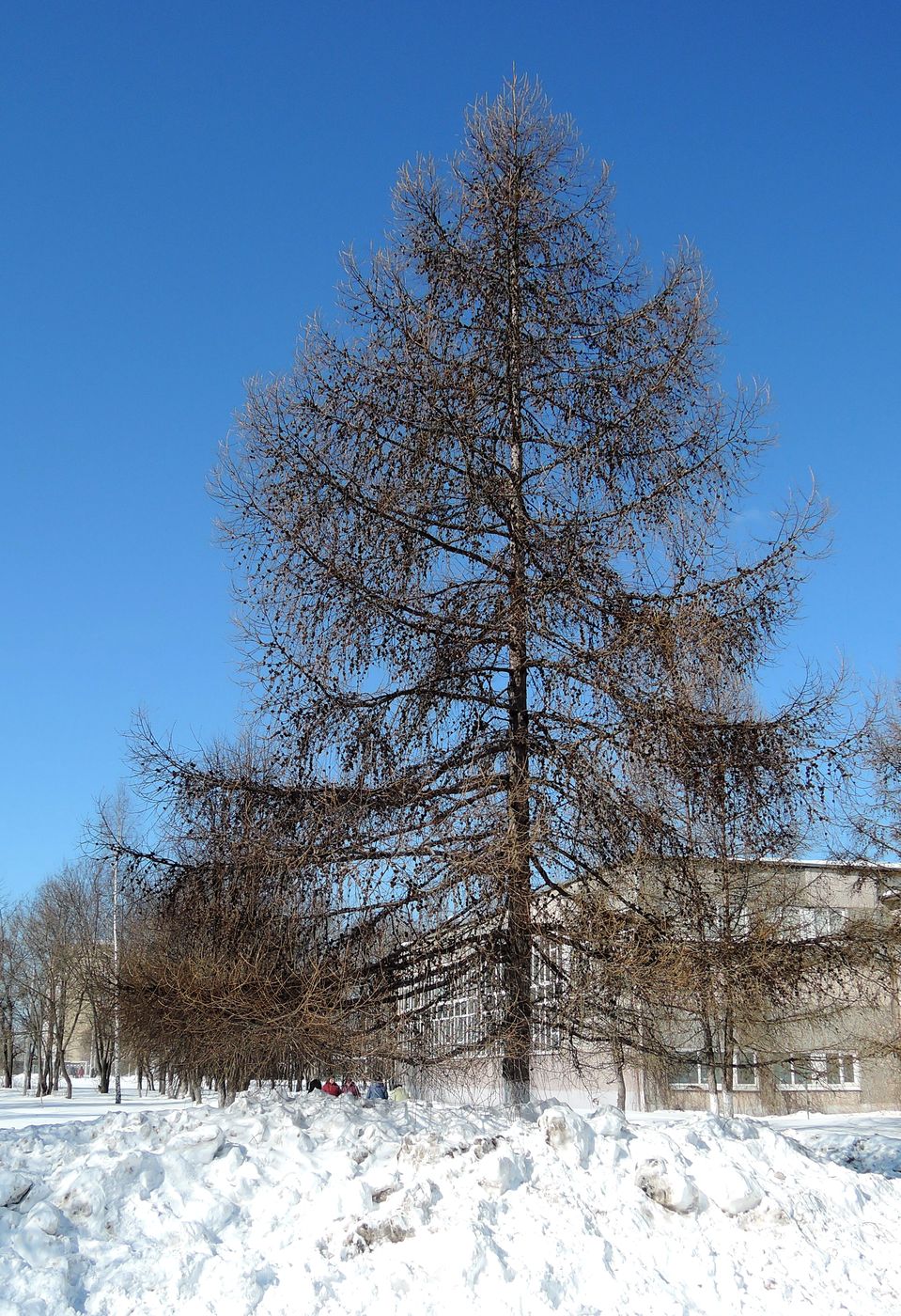 Изображение особи Larix sibirica.