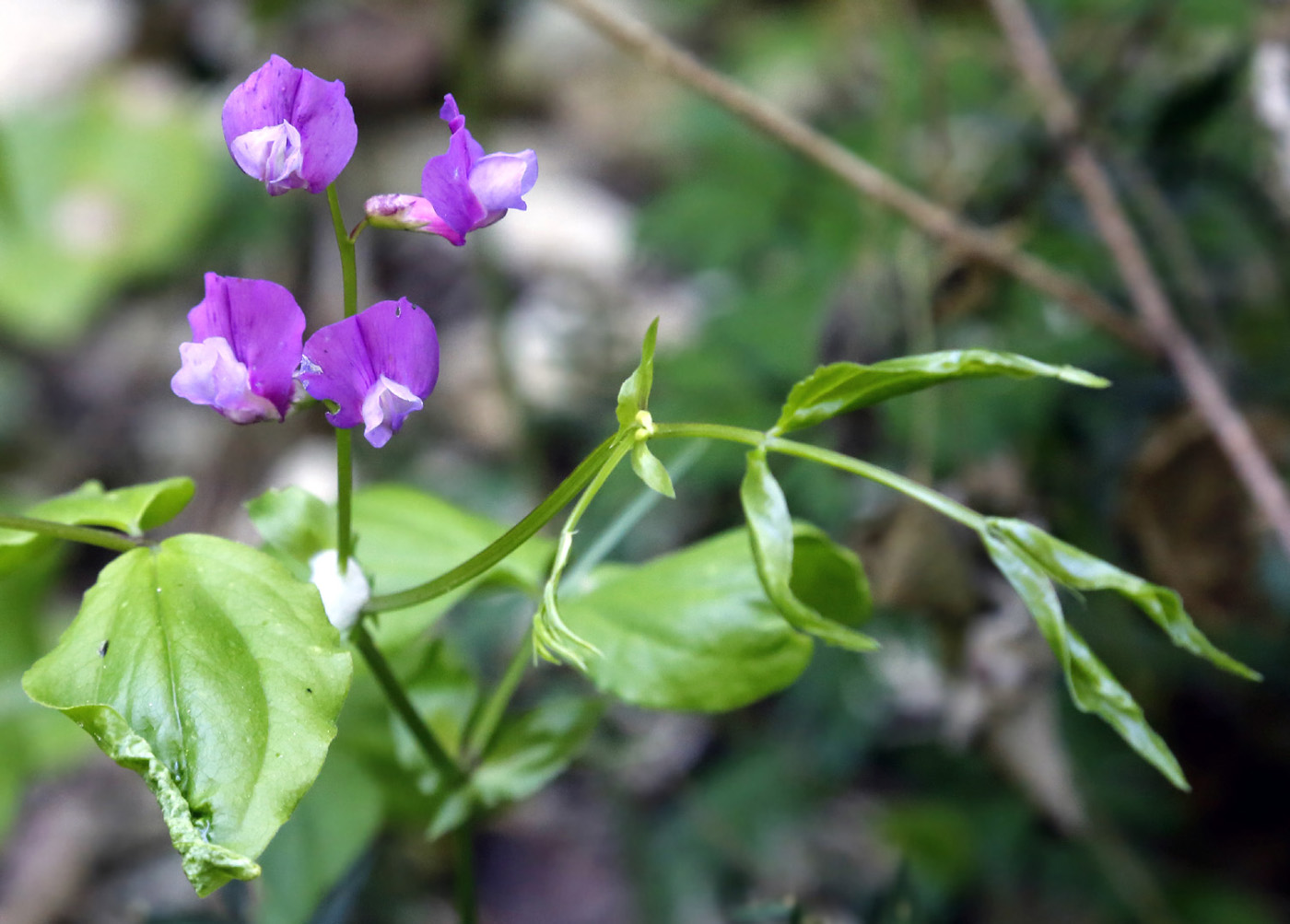 Изображение особи Lathyrus vernus.