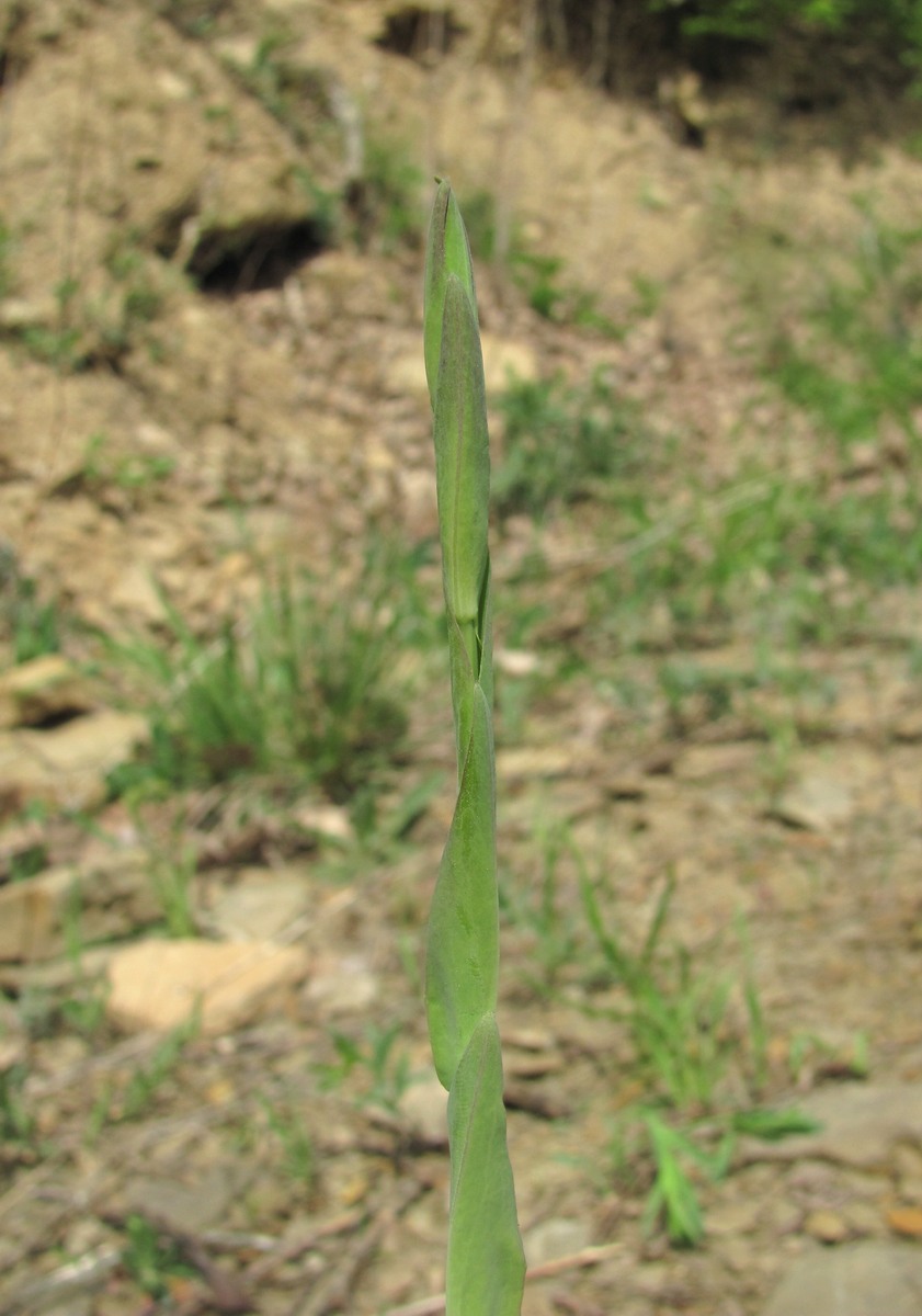 Image of Turritis glabra specimen.