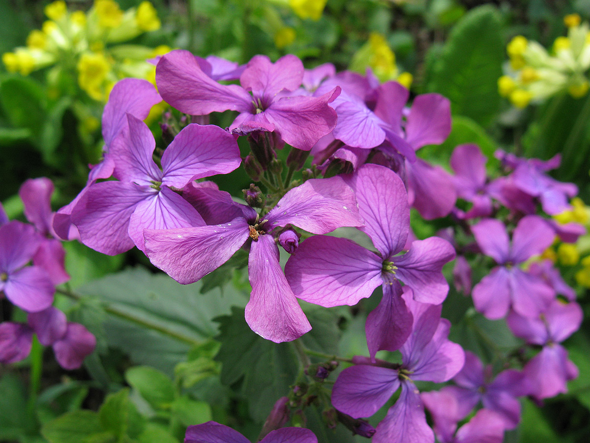 Image of Lunaria annua specimen.
