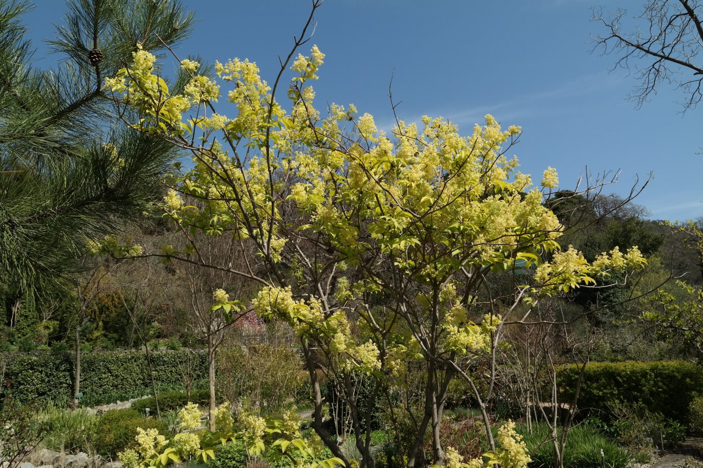 Изображение особи род Sambucus.