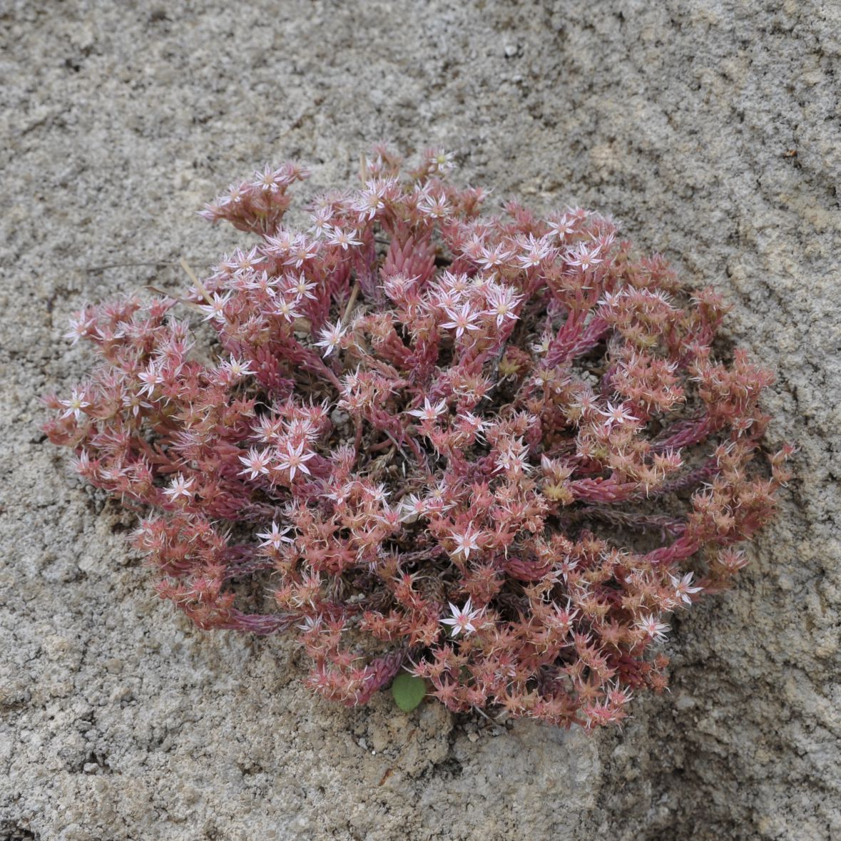 Изображение особи Sedum hispanicum.