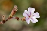 Limonium roridum. Цветок. Греция, о-в Крит, ном Ханья (Νομός Χανίων), дим Ханья (Δήμος Χανίων), полуостров Акротири (Ακρωτήρι), скалистый берег Эгейского моря. 30 июня 2017 г.