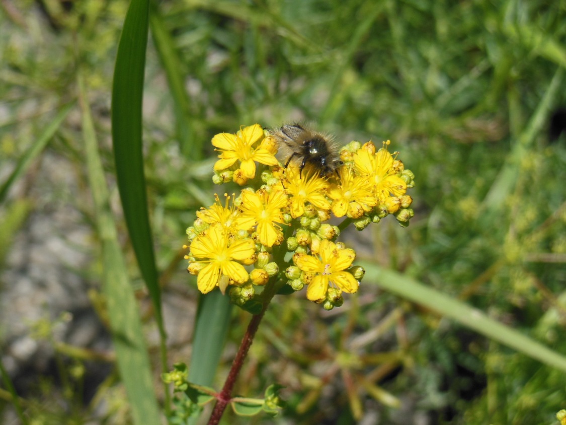 Изображение особи Hypericum scabrum.