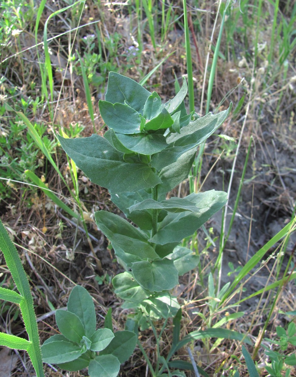 Image of Cardaria draba specimen.