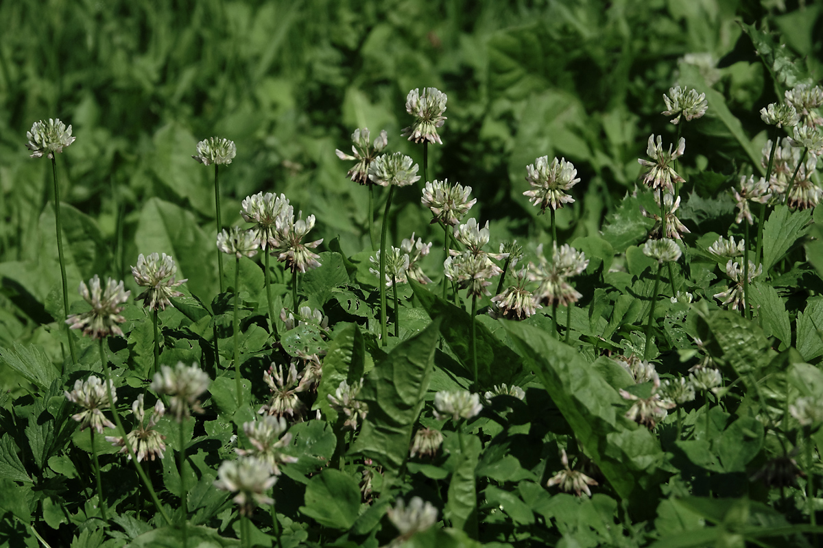 Image of Trifolium repens specimen.