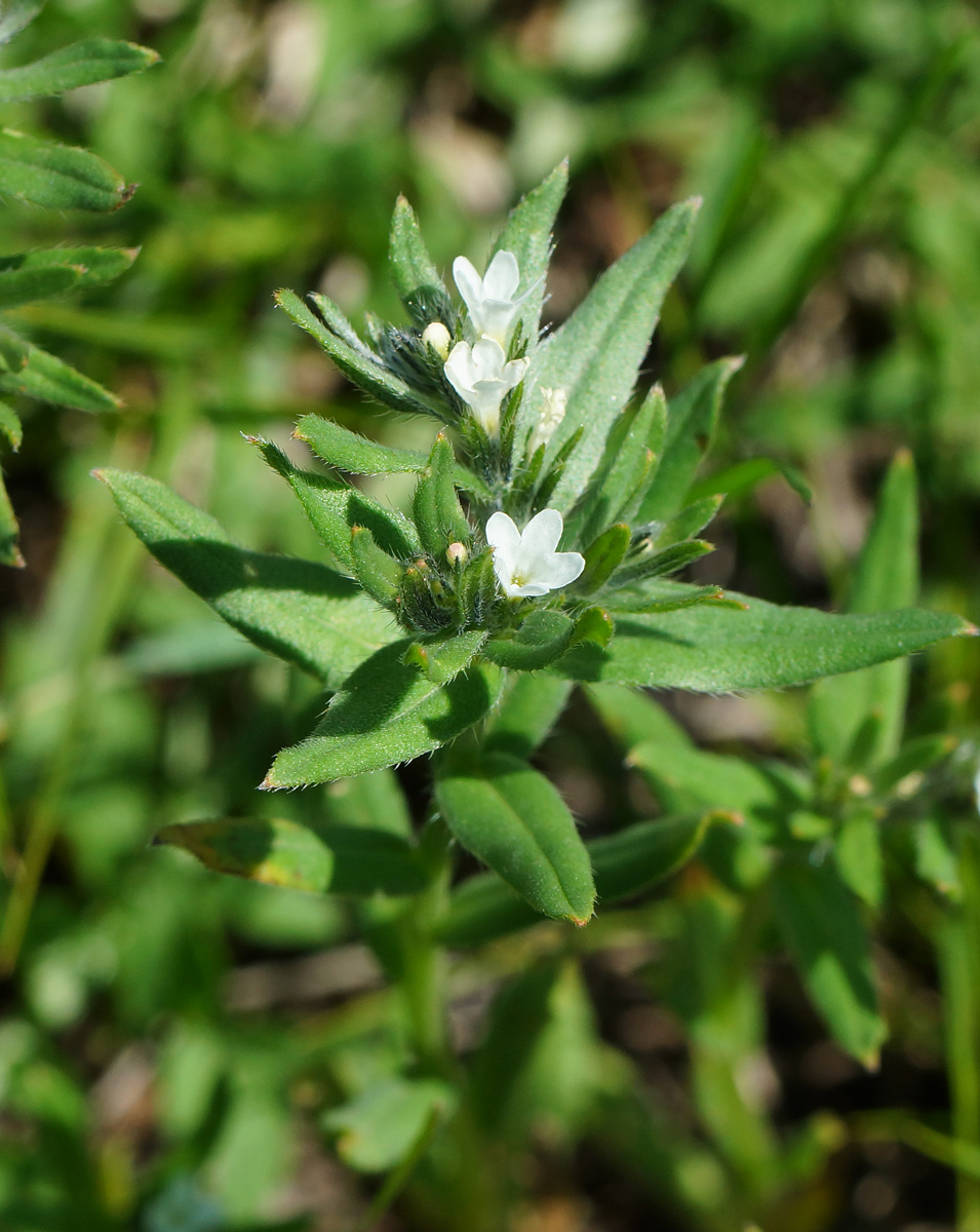Image of Buglossoides arvensis specimen.