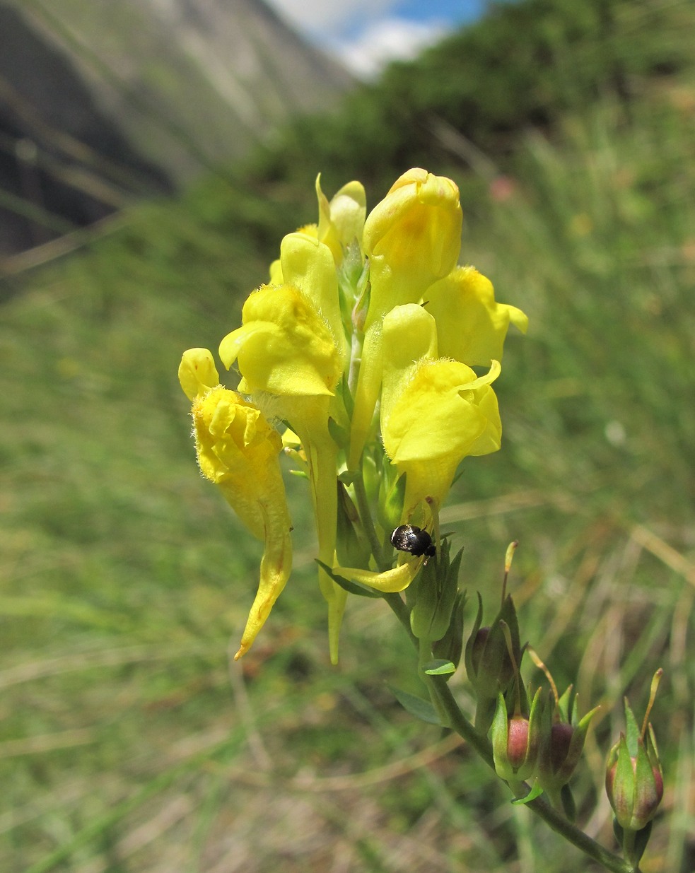 Изображение особи Linaria genistifolia.