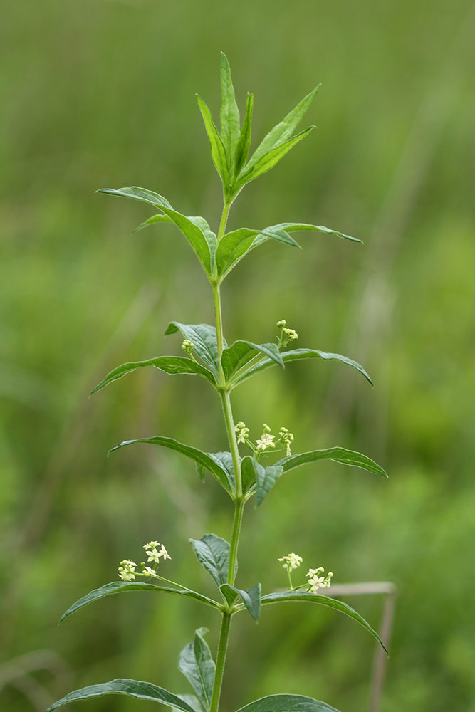 Изображение особи Rubia jesoensis.