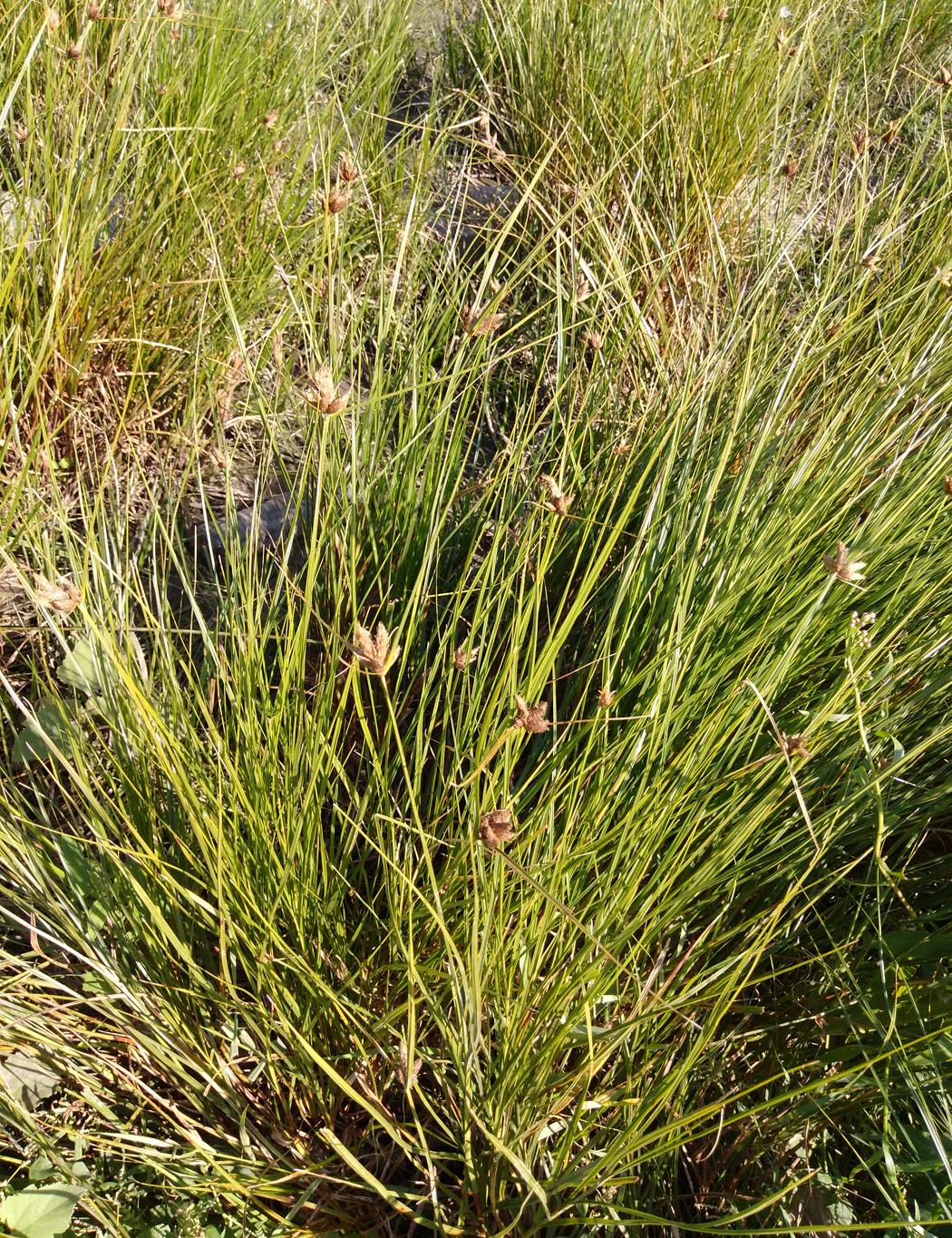 Image of genus Bolboschoenus specimen.