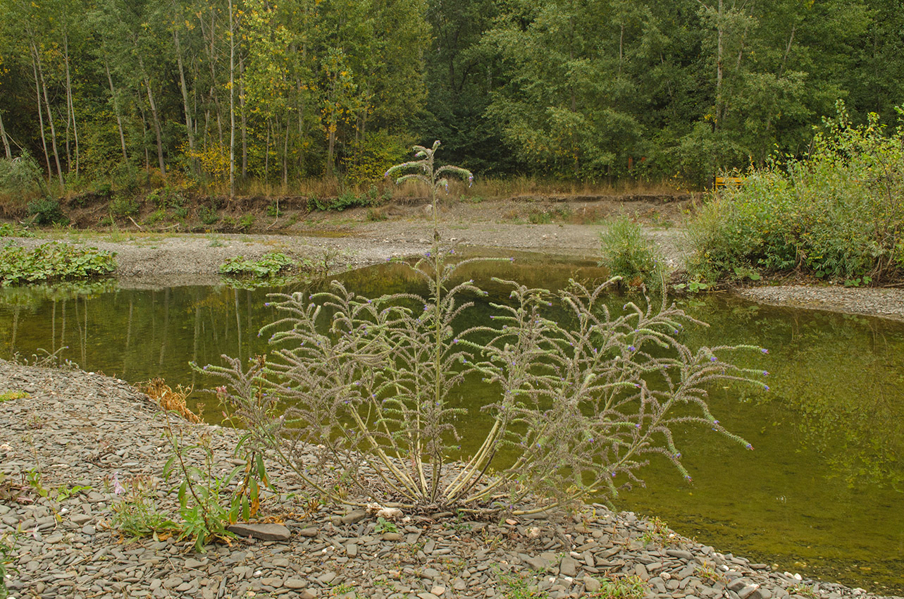 Image of Echium vulgare specimen.