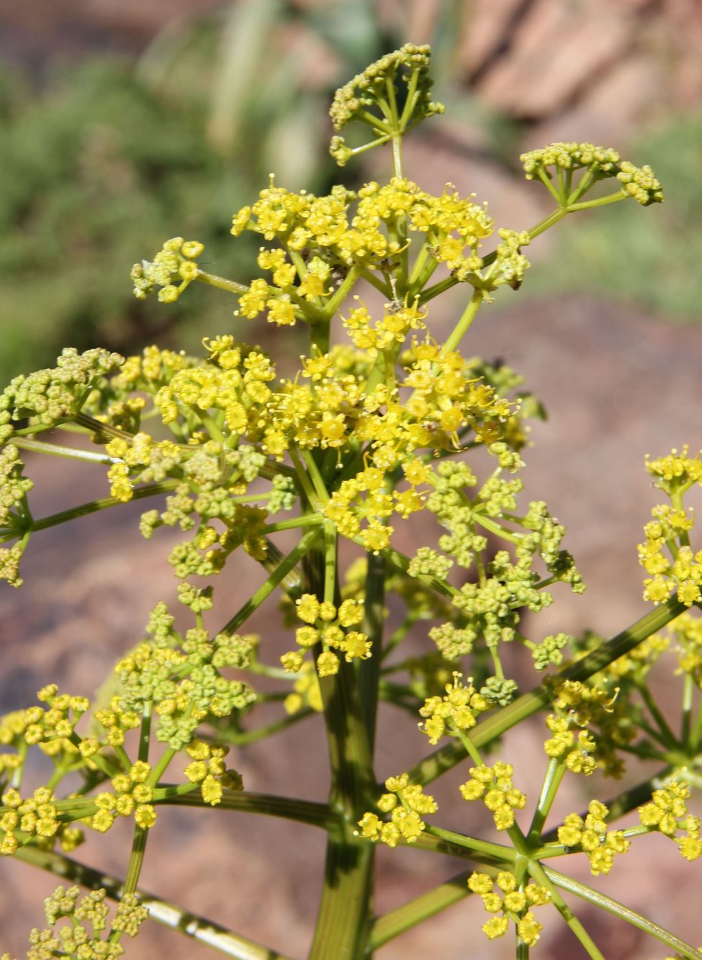 Image of Ferula ferganensis specimen.