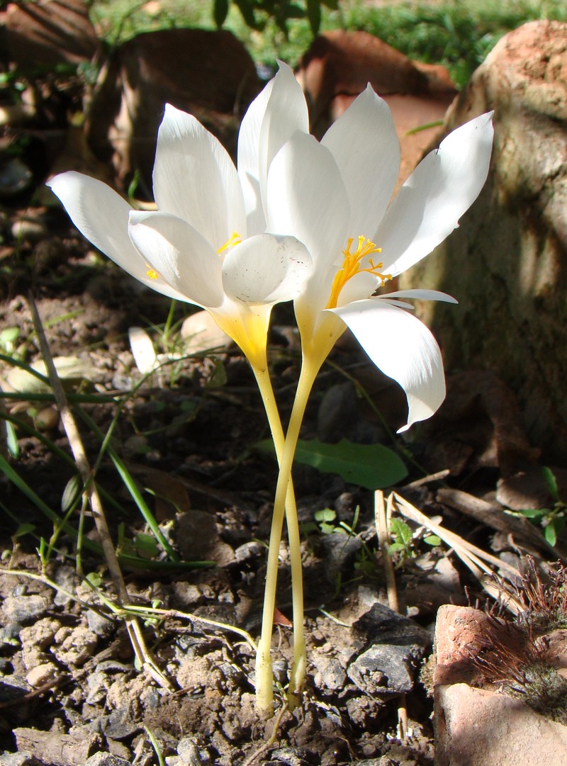 Изображение особи Crocus speciosus.