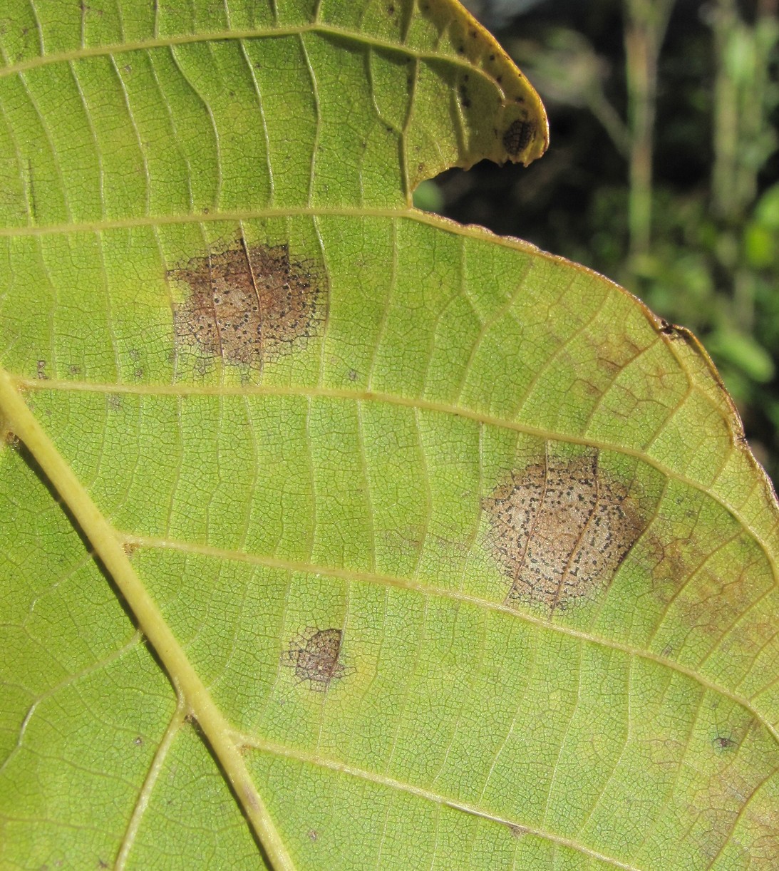 Image of Juglans regia specimen.