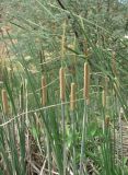 род Typha