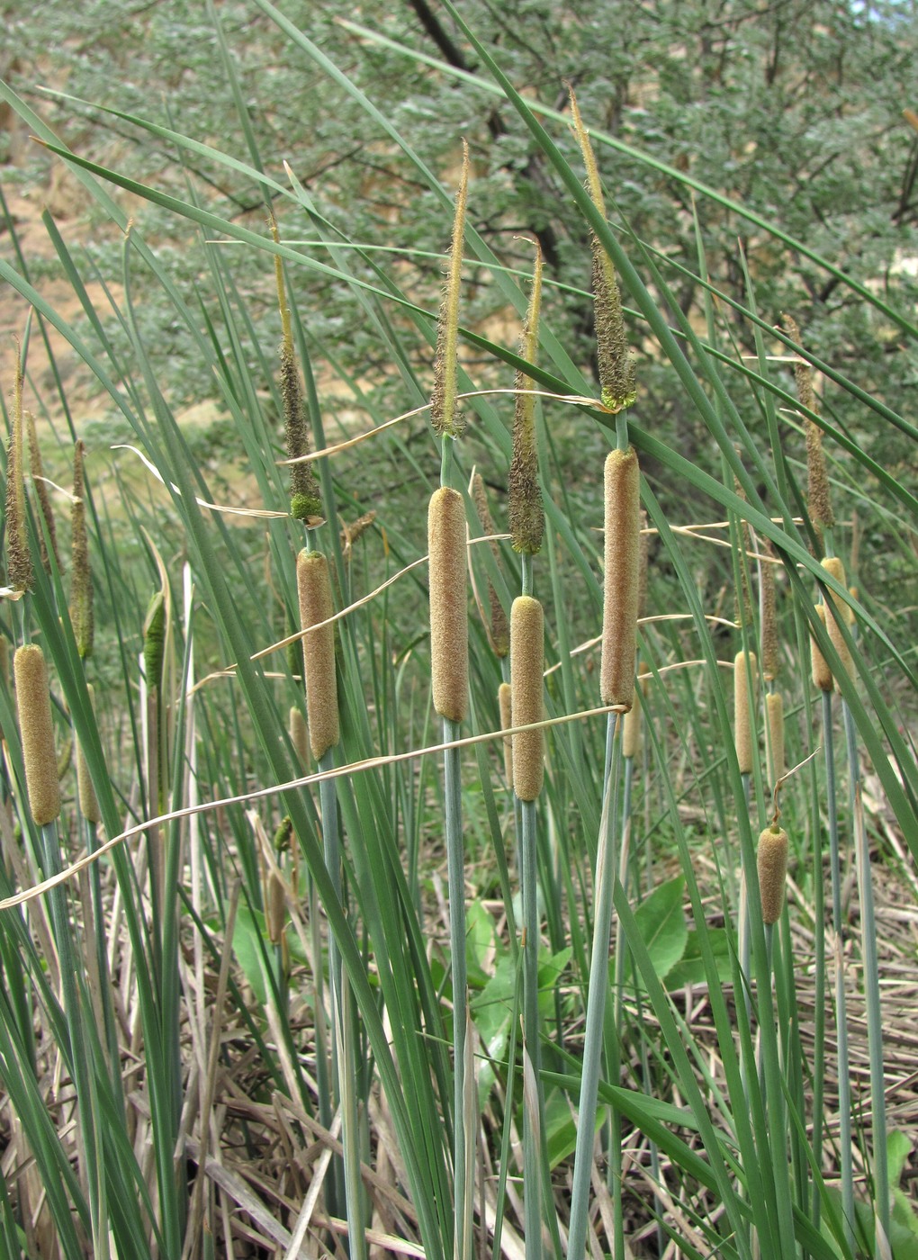 Image of genus Typha specimen.