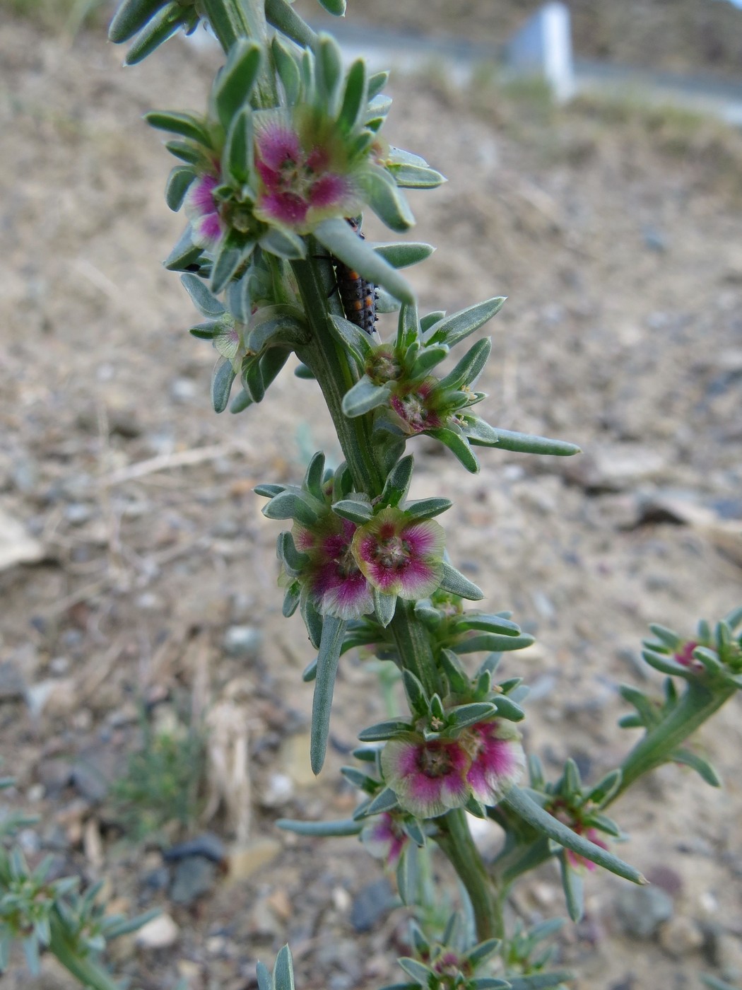 Image of Salsola rosacea specimen.