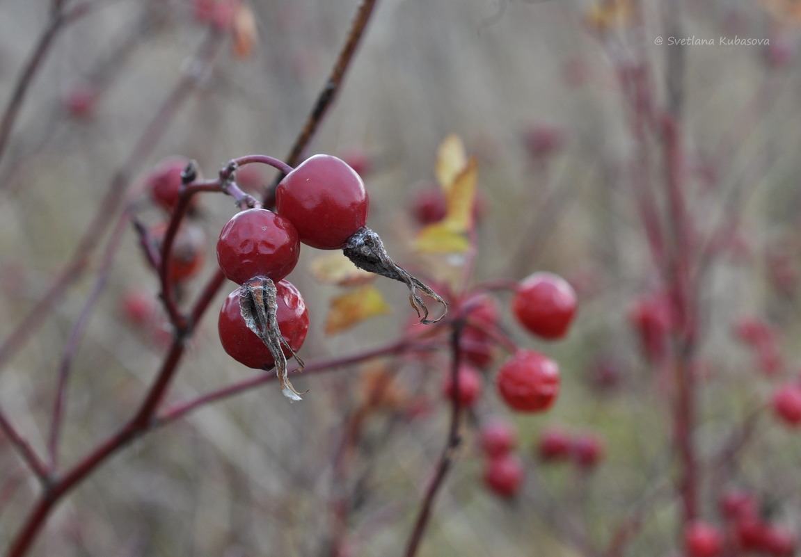 Изображение особи Rosa cinnamomea.