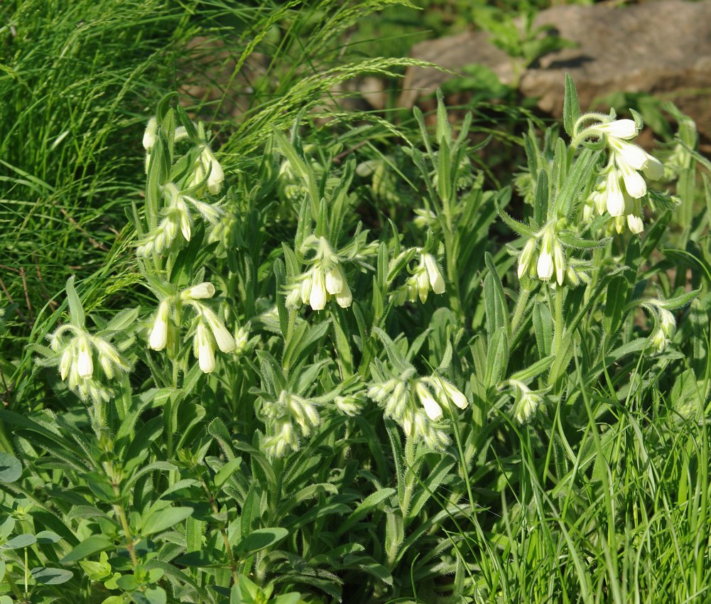 Изображение особи род Onosma.
