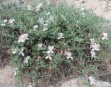 Capparis herbacea