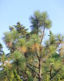 Pinus coulteri. Часть кроны взрослого растения. Крым, Никитский ботанический сад, парк Монтедор, в культуре. 6 августа 2018 г.