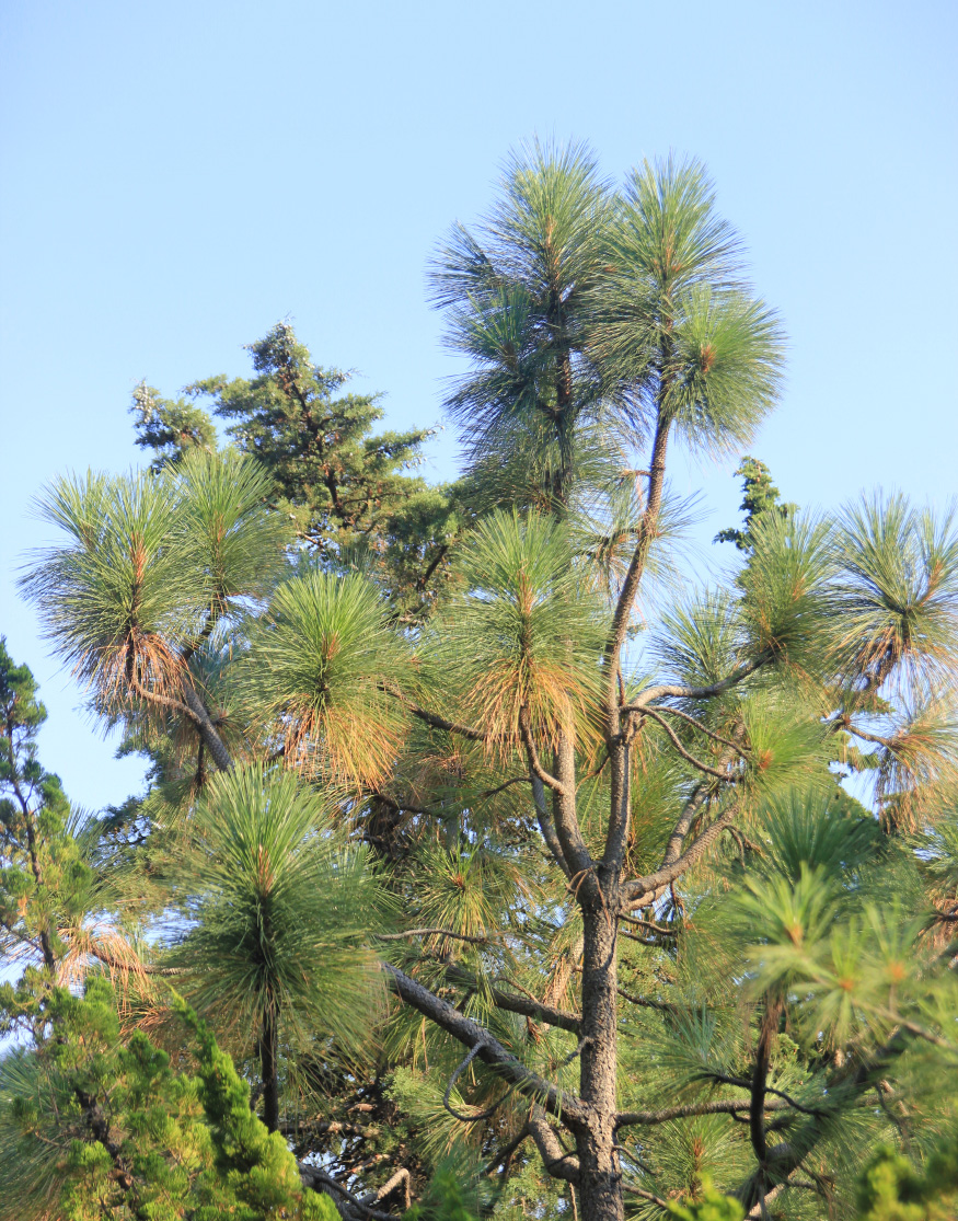 Изображение особи Pinus coulteri.