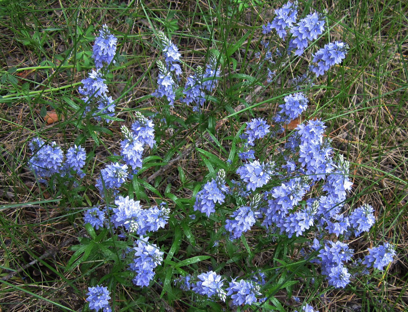 Изображение особи Veronica prostrata.