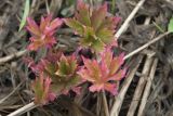 Geranium pratense. Растение в начале вегетации. Костромская обл., Судиславский р-н, окр. дер. Антипино, пойма р. Меза, заливной луг. 02.05.2018.