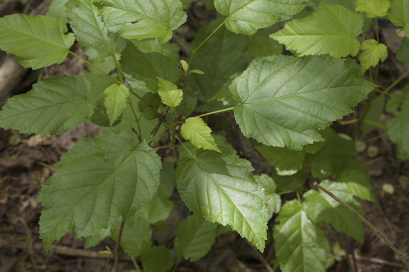 Image of Acer tataricum specimen.