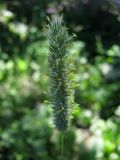 Phleum pratense