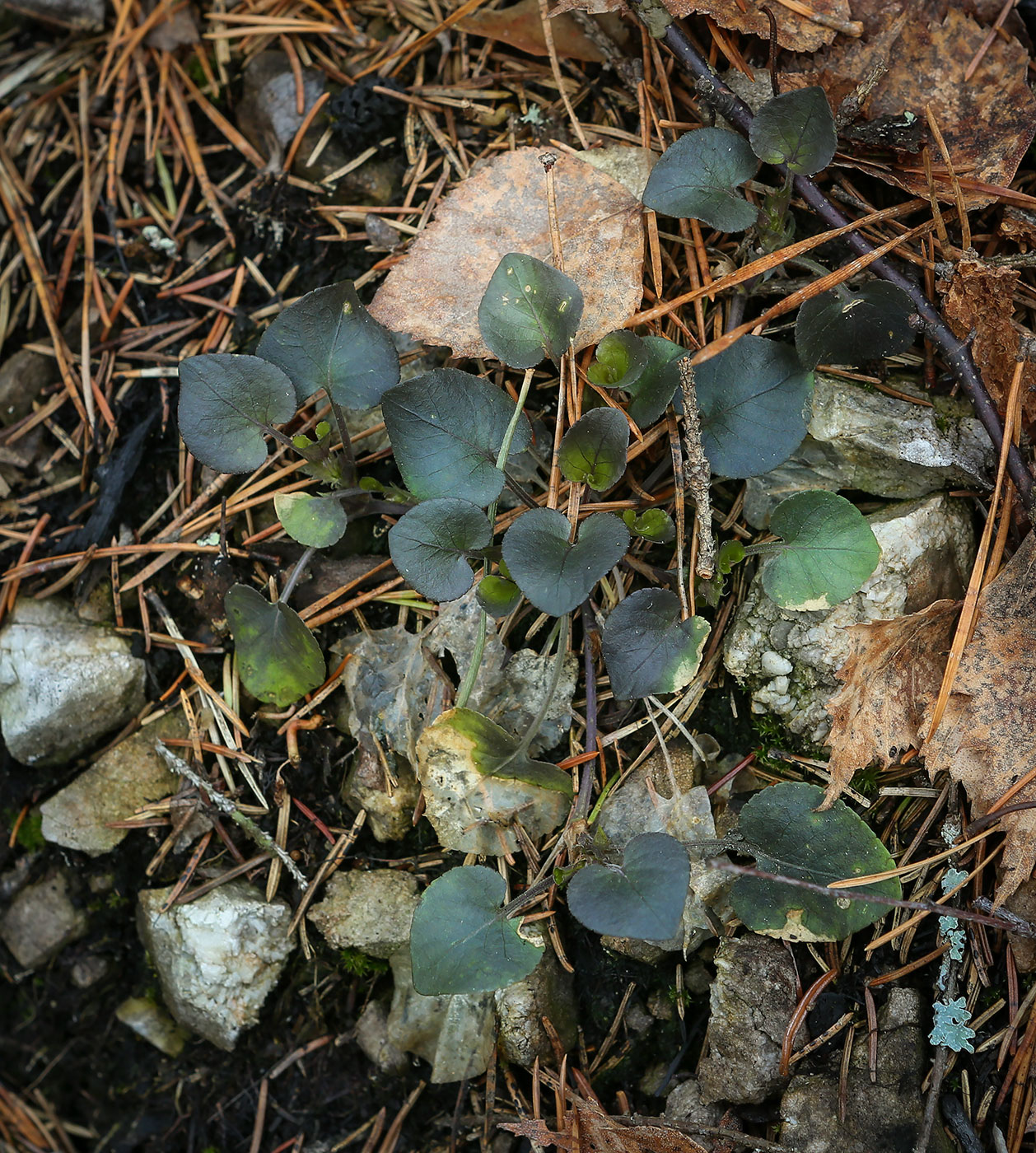 Image of Viola rupestris specimen.