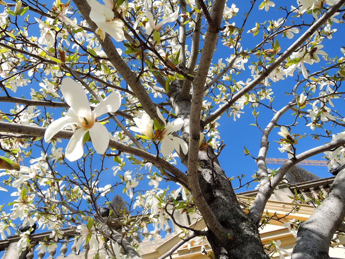 Image of Magnolia kobus specimen.