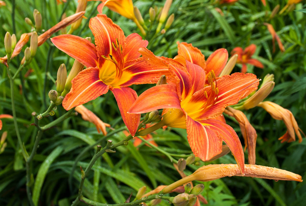 Image of Hemerocallis fulva specimen.