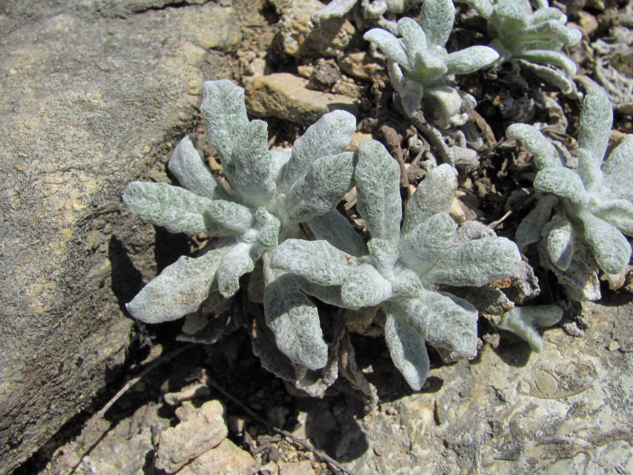 Image of Salvia canescens var. daghestanica specimen.