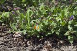 Pulmonaria saccharata. Цветущие растения с кормящейся бабочкой Anthocharis cardamines. Костромская обл., Судиславский р-н, дер. Антипино, в культуре. 09.05.2019.