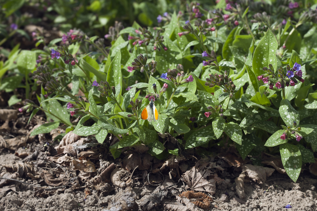 Image of Pulmonaria saccharata specimen.