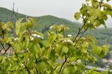 Sorbus alnifolia