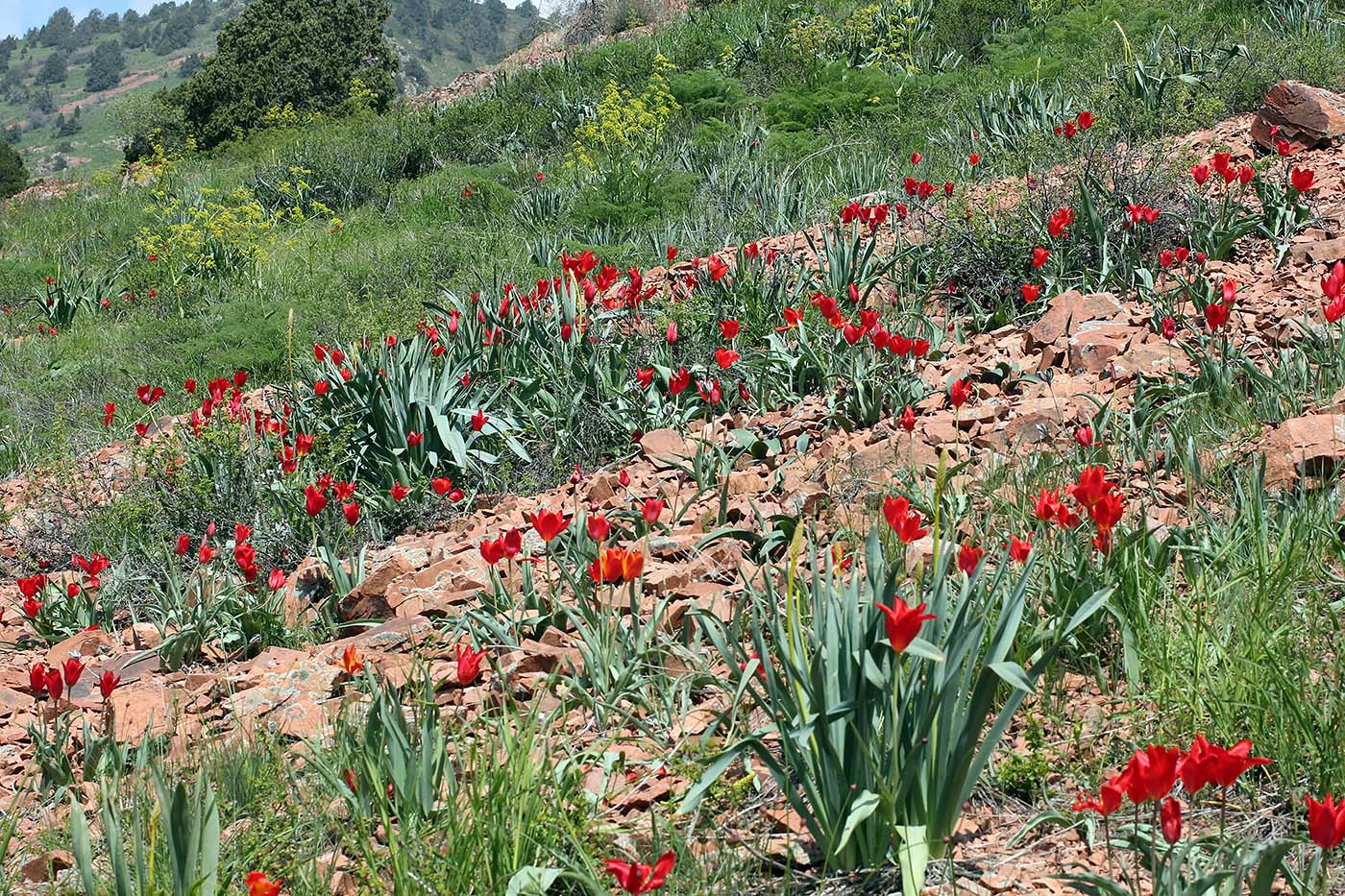 Изображение особи Tulipa vvedenskyi.